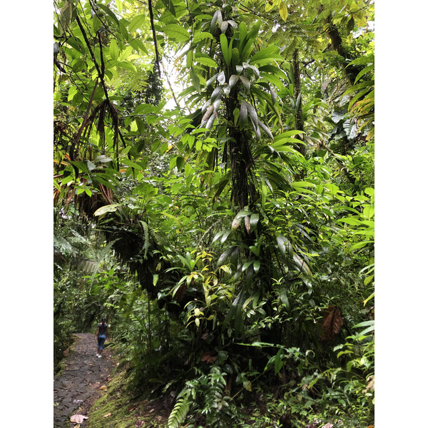 照片 瓜德罗普(Guadeloupe) 卡尔贝瀑布(Carbet Falls) 2021-02 32