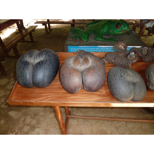照片 塞舌尔(Seychelles) 2011-10 48