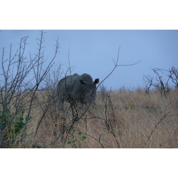 照片 南非(South Africa) 克鲁格国家公园(Kruger National Park) 2008-09 151