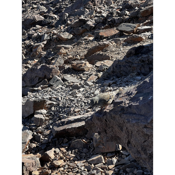 照片 法国(France) 科西嘉岛(Corsica) 钦托山(Monte Cinto) 2023-10 228
