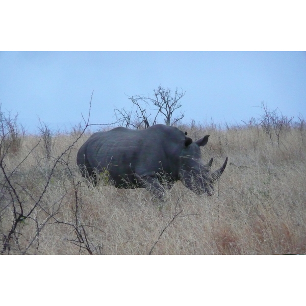 照片 南非(South Africa) 克鲁格国家公园(Kruger National Park) 2008-09 131