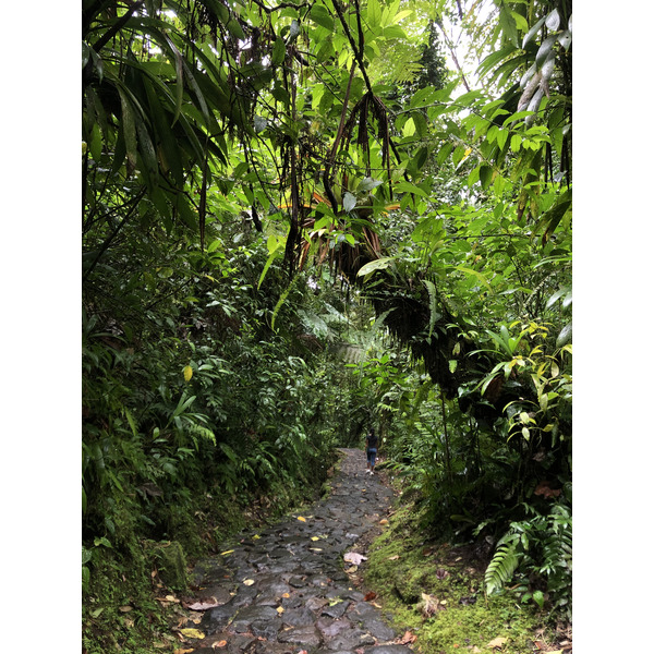 照片 瓜德罗普(Guadeloupe) 卡尔贝瀑布(Carbet Falls) 2021-02 36