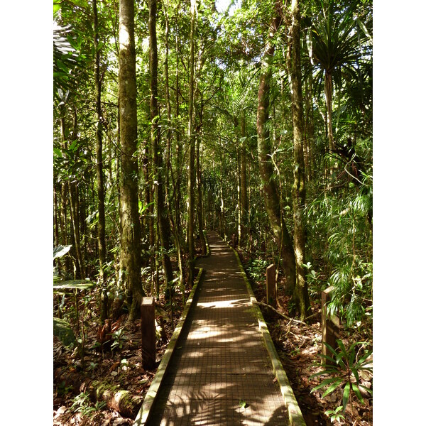 照片 新喀里多尼亚(New Caledonia) 蓝河公园(Parc de la Riviere Bleue) 大贝壳杉(Le Grand Kaori) 2010-05 23