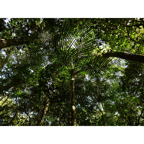 照片 新喀里多尼亚(New Caledonia) 蓝河公园(Parc de la Riviere Bleue) 大贝壳杉(Le Grand Kaori) 2010-05 29