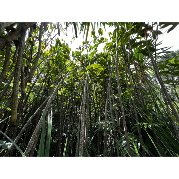 照片 新加坡(Singapore) 新加坡植物园(Singapore Botanic Gardens) 2023-01 68