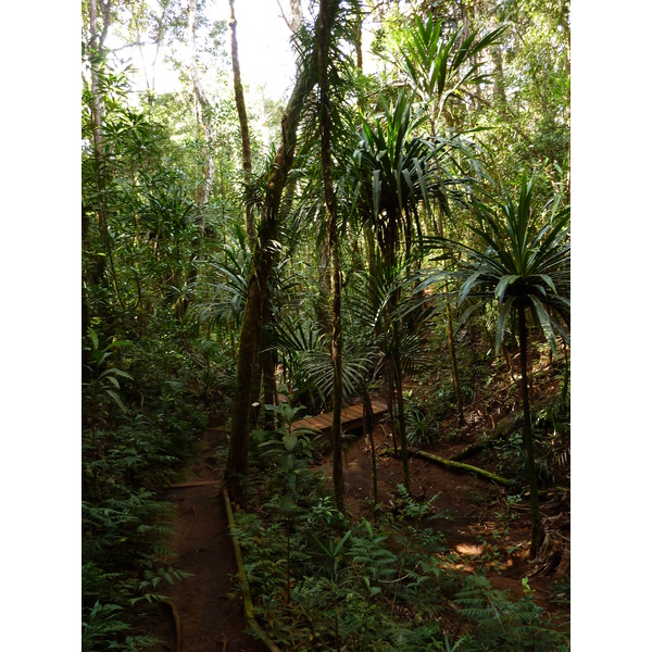 照片 新喀里多尼亚(New Caledonia) 蓝河公园(Parc de la Riviere Bleue) 大贝壳杉(Le Grand Kaori) 2010-05 22
