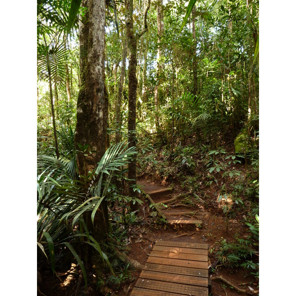 照片 新喀里多尼亚(New Caledonia) 蓝河公园(Parc de la Riviere Bleue) 大贝壳杉(Le Grand Kaori) 2010-05 30