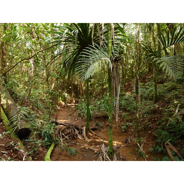 照片 新喀里多尼亚(New Caledonia) 蓝河公园(Parc de la Riviere Bleue) 大贝壳杉(Le Grand Kaori) 2010-05 24
