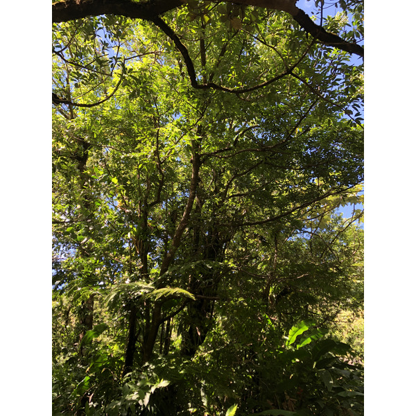 照片 瓜德罗普(Guadeloupe) 大苏弗里耶尔火山(La Grande Soufriere) 2021-02 69