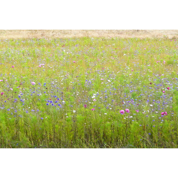 照片 法国(France) 圣菲利贝尔(Saint Philibert) 2008-07 17