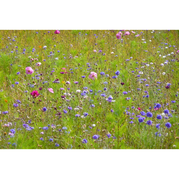 照片 法国(France) 圣菲利贝尔(Saint Philibert) 2008-07 18