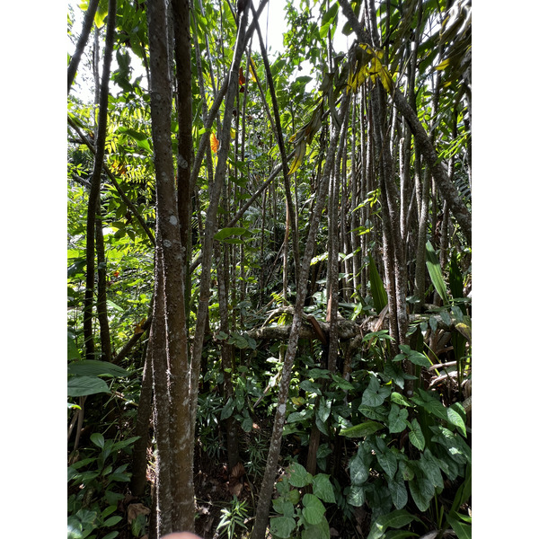 照片 新加坡(Singapore) 新加坡植物园(Singapore Botanic Gardens) 2023-01 95