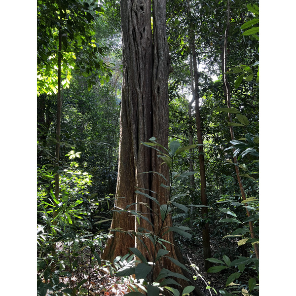 照片 新加坡(Singapore) 新加坡植物园(Singapore Botanic Gardens) 2023-01 93