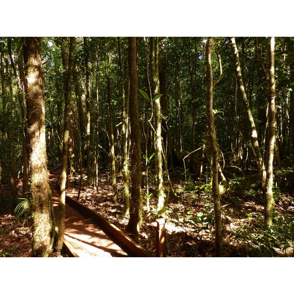 照片 新喀里多尼亚(New Caledonia) 蓝河公园(Parc de la Riviere Bleue) 大贝壳杉(Le Grand Kaori) 2010-05 49