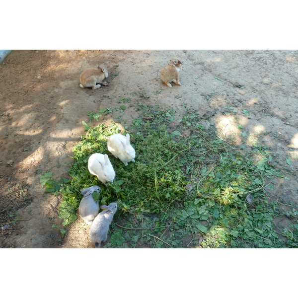 照片 泰国(Thailand) 清迈(Chiang Mai) 湄沙蛇园(Mae Sa Snake Farm) 2010-12 83