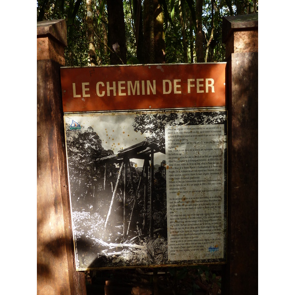 照片 新喀里多尼亚(New Caledonia) 蓝河公园(Parc de la Riviere Bleue) 大贝壳杉(Le Grand Kaori) 2010-05 33