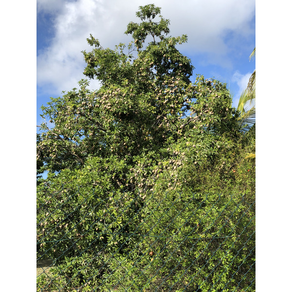 照片 瓜德罗普(Guadeloupe) 圣弗朗索瓦(Saint Francois) 2021-02 5