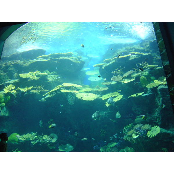 照片 泰国(Thailand) 曼谷(Bangkok) 暹罗海洋世界(Siam Ocean World) 2005-12 7