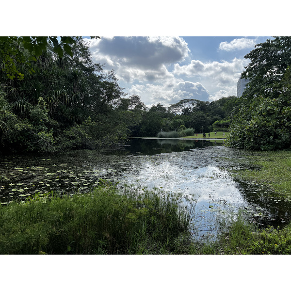 照片 新加坡(Singapore) 新加坡植物园(Singapore Botanic Gardens) 2023-01 4