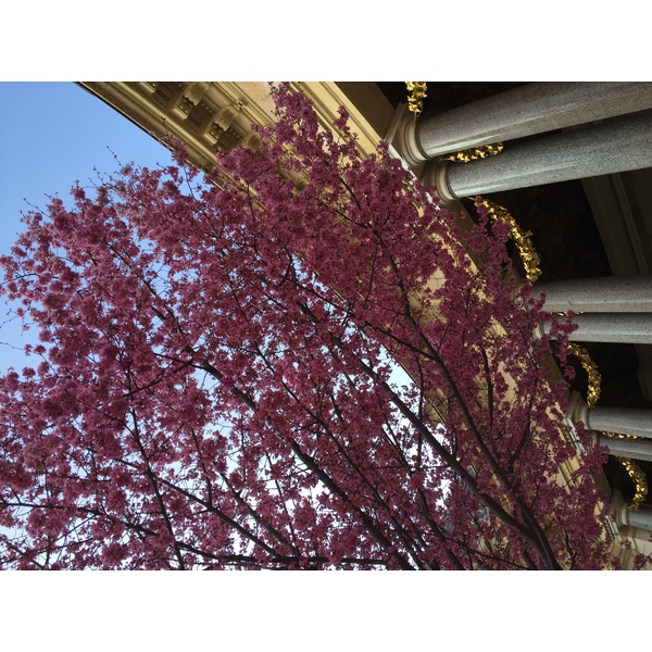 照片 法国(France) 巴黎(Paris) 小皇宫(Petit Palais) 2016-03 4