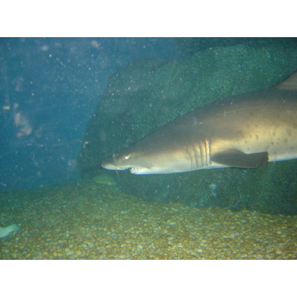 照片 泰国(Thailand) 曼谷(Bangkok) 暹罗海洋世界(Siam Ocean World) 2005-12 33