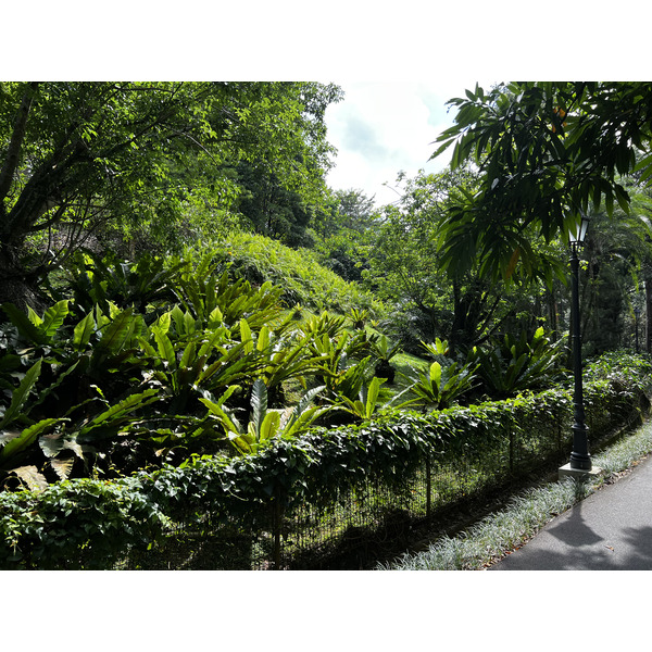 照片 新加坡(Singapore) 新加坡植物园(Singapore Botanic Gardens) 2023-01 124