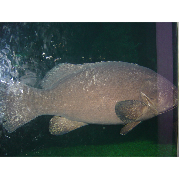 照片 泰国(Thailand) 曼谷(Bangkok) 暹罗海洋世界(Siam Ocean World) 2005-12 25