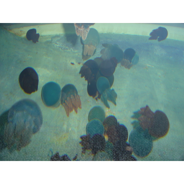 照片 泰国(Thailand) 曼谷(Bangkok) 暹罗海洋世界(Siam Ocean World) 2005-12 10