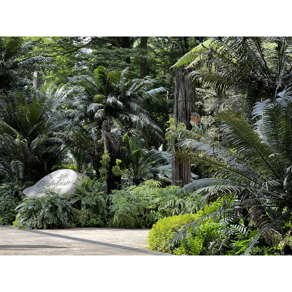 照片 新加坡(Singapore) 新加坡植物园(Singapore Botanic Gardens) 2023-01 55