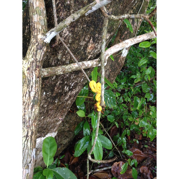 照片 哥斯达黎加(Costa Rica) 卡维塔(Cahuita) 2015-03 272