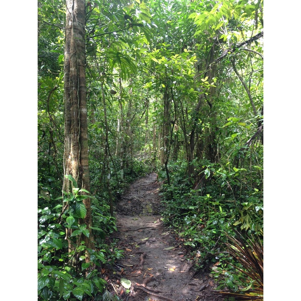 照片 哥斯达黎加(Costa Rica) 卡维塔(Cahuita) 2015-03 36