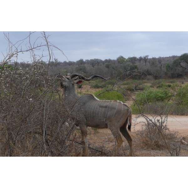 照片 南非(South Africa) 克鲁格国家公园(Kruger National Park) 萨布尔河(Sable River) 2008-09 13