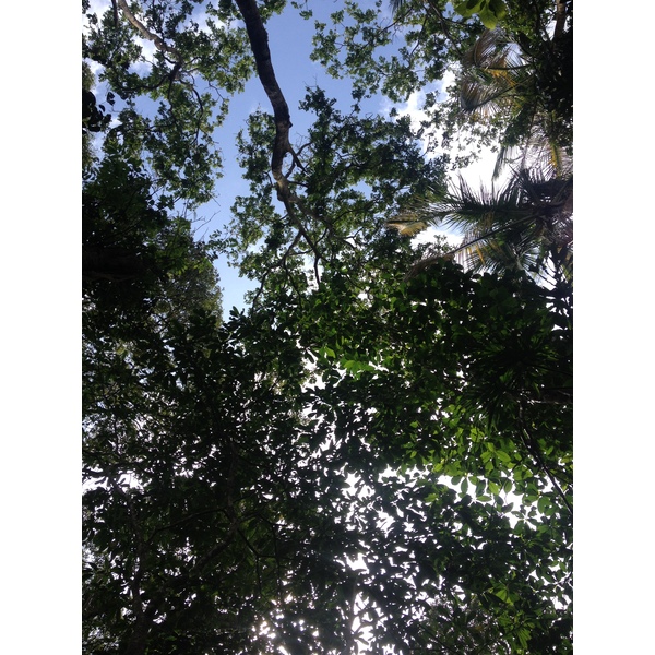 照片 哥斯达黎加(Costa Rica) 卡维塔(Cahuita) 2015-03 2