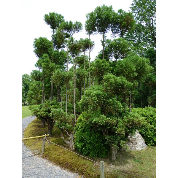 照片 日本(Japan) 京都(Kyoto) 二条城(Nijo Castle) 2010-06 23