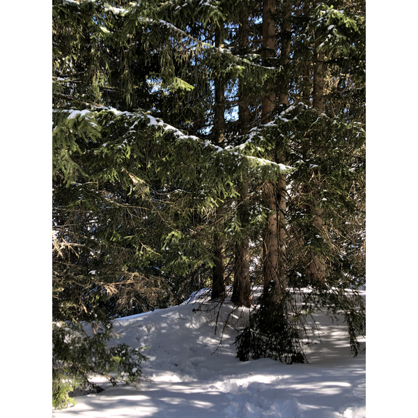 照片 法国(France) 梅杰夫(Megeve) 2019-03 20