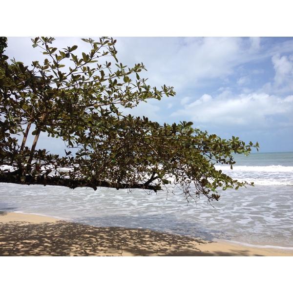 照片 哥斯达黎加(Costa Rica) 卡维塔(Cahuita) 2015-03 193