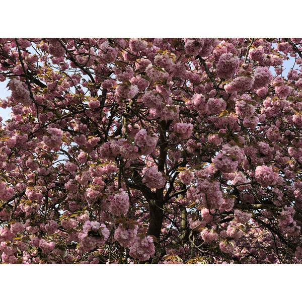 照片 法国(France) 索镇公园(Parc de Sceaux) 2019-04 97