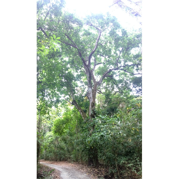 照片 哥斯达黎加(Costa Rica) 蒙特苏马(Montezuma) 2015-03 476
