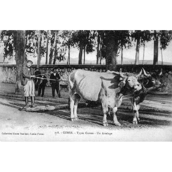 照片 法国(France) 科西嘉岛(Corsica) 老明信片(Old Postcards) 1900-01 6