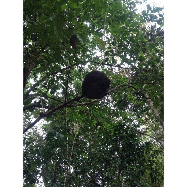 照片 哥斯达黎加(Costa Rica) 蒙特苏马(Montezuma) 2015-03 391