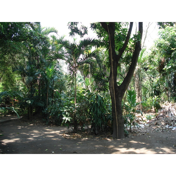 照片 泰国(Thailand) 清迈(Chiang Mai) 护城河内(Inside Canal) 拉查丹嫩路（步行街）(Rad Cha Dom Nurn (Walking Street)) 2006-04 29