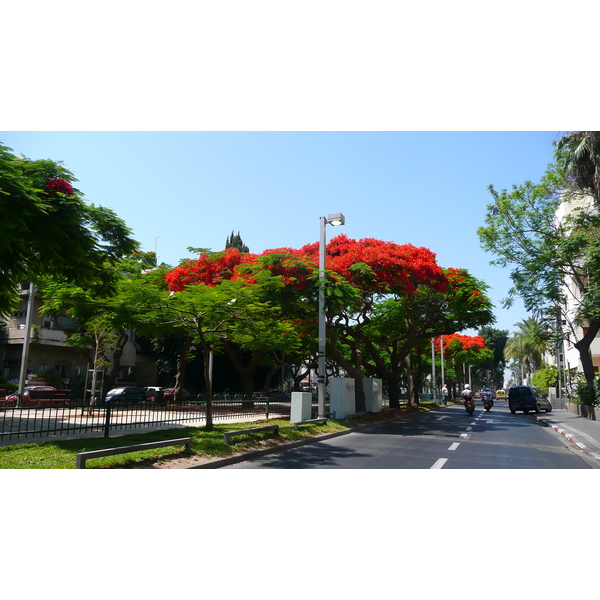 照片 以色列(Israel) 特拉维夫(Tel Aviv) 罗斯柴尔德大道(Rothschild Street) 2007-06 17