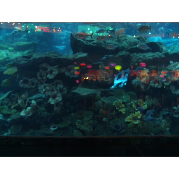 照片 阿联酋(United Arab Emirates) 迪拜(Dubai) 迪拜购物中心(The Dubai Mall) 2011-12 90