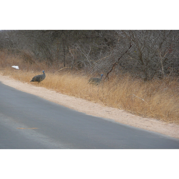 照片 南非(South Africa) 克鲁格国家公园(Kruger National Park) 萨布尔河(Sable River) 2008-09 29