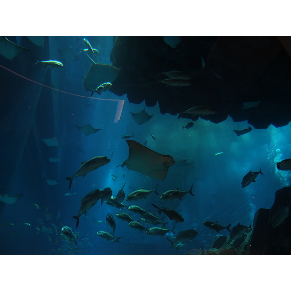 照片 阿联酋(United Arab Emirates) 迪拜(Dubai) 迪拜购物中心(The Dubai Mall) 2011-12 91