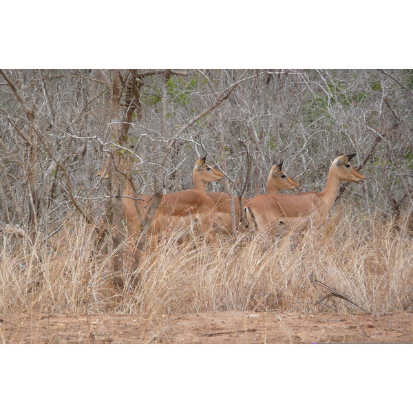 照片 南非(South Africa) 克鲁格国家公园(Kruger National Park) 2008-09 152