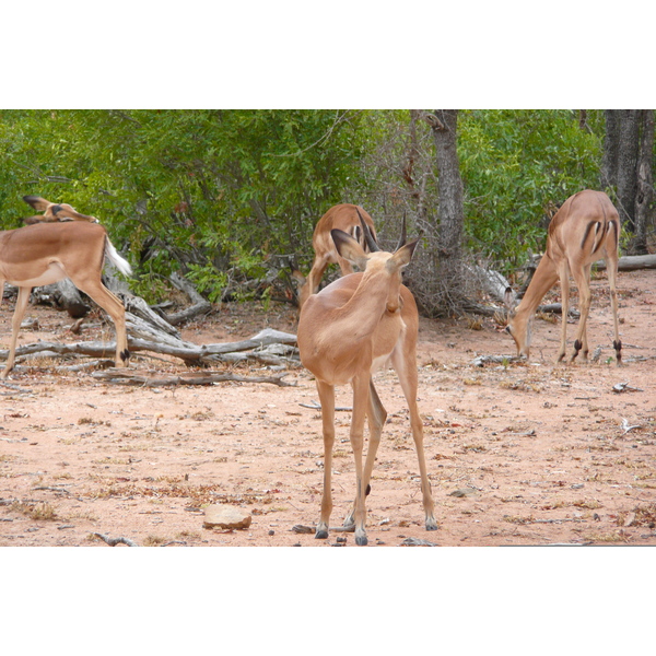 照片 南非(South Africa) 克鲁格国家公园(Kruger National Park) 2008-09 134