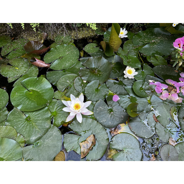 照片 意大利(Italy) 佛罗伦萨(Florence) 2022-05 183