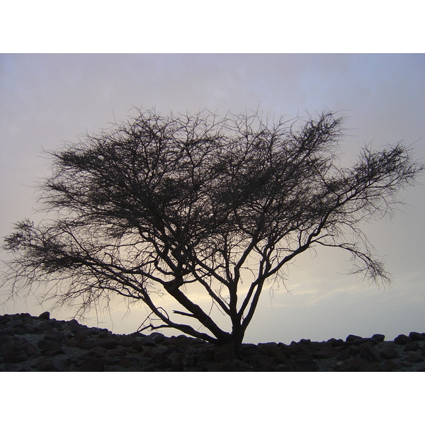 照片 阿曼(Oman) 布赖米至苏哈尔公路(Buraimi to Sohar road) 2005-03 31