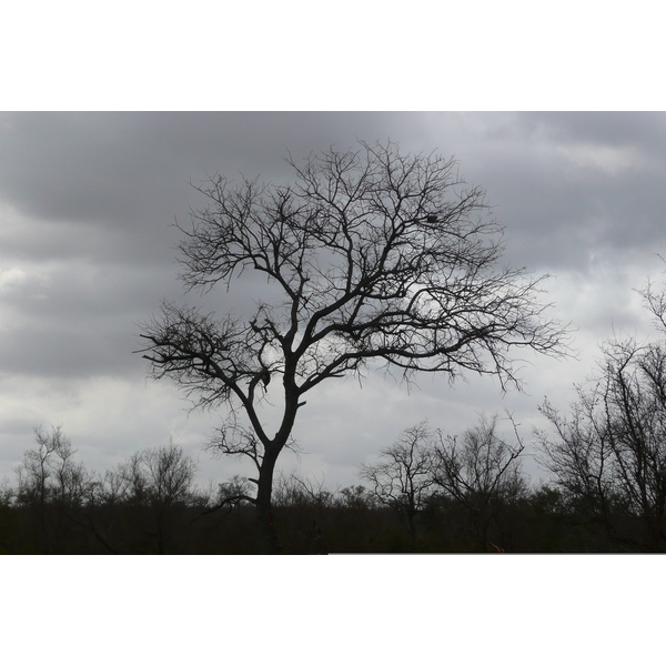 照片 南非(South Africa) 克鲁格国家公园(Kruger National Park) 鳄鱼河公路(Crocodile River road) 2008-09 38